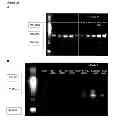 Fig. 35 - CYCLOTIDES AS IMMUNOSUPPRESSIVE AGENTS