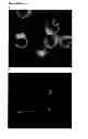 Fig. 37 - CYCLOTIDES AS IMMUNOSUPPRESSIVE AGENTS