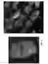 Fig. 07 - dsRNA/DNA Hybrid Genome Replication Intermediate Of Metakaryotic Stem Cells