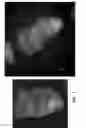 Fig. 08 - dsRNA/DNA Hybrid Genome Replication Intermediate Of Metakaryotic Stem Cells