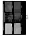 Fig. 13 - dsRNA/DNA Hybrid Genome Replication Intermediate Of Metakaryotic Stem Cells