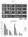 Fig. 22 - Liposome composite body