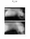 Fig. 26 - Liposome composite body