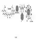 Fig. 07 - Curcumin coated magnetite nanoparticles for biomedical applications