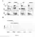Fig. 04 - Conjugates of GM-CSF and IL-7, compositions and methods related thereto