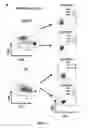 Fig. 09 - Conjugates of GM-CSF and IL-7, compositions and methods related thereto