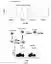Fig. 14 - Conjugates of GM-CSF and IL-7, compositions and methods related thereto