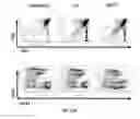 Fig. 19 - Conjugates of GM-CSF and IL-7, compositions and methods related thereto