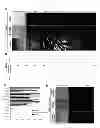 Fig. 05 - Generating vasculogenic cell populations