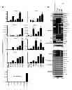Fig. 06 - Generating vasculogenic cell populations