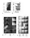 Fig. 07 - Generating vasculogenic cell populations