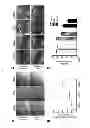 Fig. 08 - Generating vasculogenic cell populations