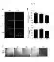 Fig. 12 - Generating vasculogenic cell populations