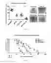 Fig. 05 - VECTOR SIMULTANEOUSLY EXPRESSING DODECAMERIC TRAIL AND HSV-TK SUICIDE GENES, AND ANTICANCER STEM CELL THERAPEUTIC AGENT USING SAME