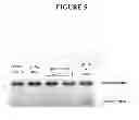 Fig. 06 - Methods and compositions for targeted cleavage and recombination