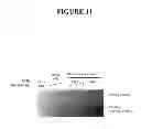 Fig. 12 - Methods and compositions for targeted cleavage and recombination