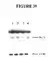 Fig. 40 - Methods and compositions for targeted cleavage and recombination