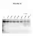 Fig. 42 - Methods and compositions for targeted cleavage and recombination