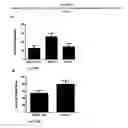 Fig. 07 - Ischemic tissue cell therapy
