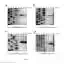 Fig. 04 - Novel Toxin-Antitoxin System