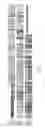 Fig. 02 - Targeted antimicrobials and related compositions, methods and systems