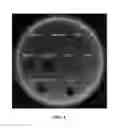 Fig. 05 - Targeted antimicrobials and related compositions, methods and systems
