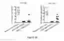 Fig. 03 - Method of boosting the immune response in neonates