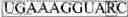 Fig. 06 - SDF-1 Binding Nucleic Acids and the Use Thereof