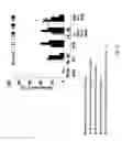 Fig. 45 - SDF-1 Binding Nucleic Acids and the Use Thereof