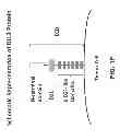 Fig. 07 - Anti-DLL3 antibody drug conjugates for treating cancer