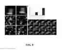 Fig. 09 - Artificial antigen presenting cells having a defined and dynamic shape