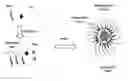 Fig. 01 - Polymer conjugated protein micelles