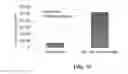 Fig. 37 - Polymer conjugated protein micelles
