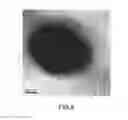 Fig. 09 - Coated paper