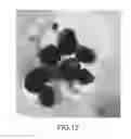 Fig. 13 - Coated paper