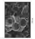 Fig. 15 - Coated paper