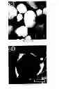 Fig. 08 - Shell activated sintering of core-shell particles
