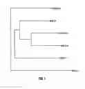 Fig. 02 - Diagnosis of tuberculosis