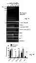 Fig. 03 - Protease deubiquitinating inhibitor screening