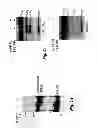 Fig. 05 - Protease deubiquitinating inhibitor screening