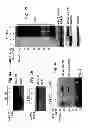 Fig. 06 - Protease deubiquitinating inhibitor screening