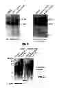 Fig. 13 - Protease deubiquitinating inhibitor screening