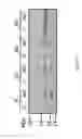 Fig. 04 - Reengineering mRNA Primary Structure for Enhanced Protein Production
