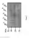 Fig. 06 - Reengineering mRNA Primary Structure for Enhanced Protein Production