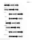 Fig. 02 - Expression vector organization, novel production cell generation methods and their use for the recombinant production of polypeptides