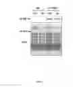 Fig. 08 - Production of β-phellandrene using genetically engineered cyanobacteria