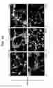 Fig. 05 - Neural stem cells