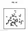 Fig. 08 - Neural stem cells