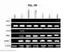 Fig. 10 - Neural stem cells