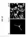 Fig. 16 - Neural stem cells